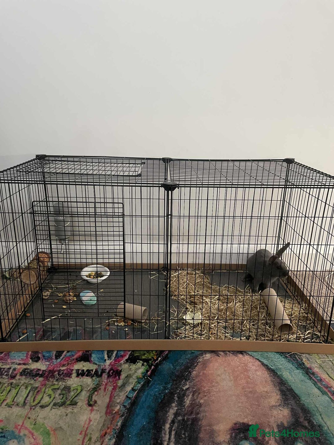 Flemish rabbits for sale: Flemish Rabbit - Image 3