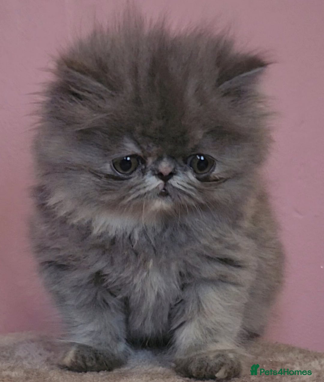 Exotic cats for sale: OUTSTANDING  QUALITY EXOTIC  KITTENS - Advert 9