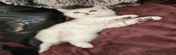 Scottish Fold cats for sale: Adorable Scottish Fold Straight Ear Tabby Kittens - Advert 18