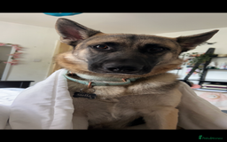 German Shepherd dogs for sale: 4 Year Old German Shepard Girl - Image 3