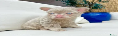 French Bulldog Puppy 4