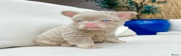 French Bulldog dogs for sale: Fluffy French bull dog puppies and pink frenchie - Advert 6
