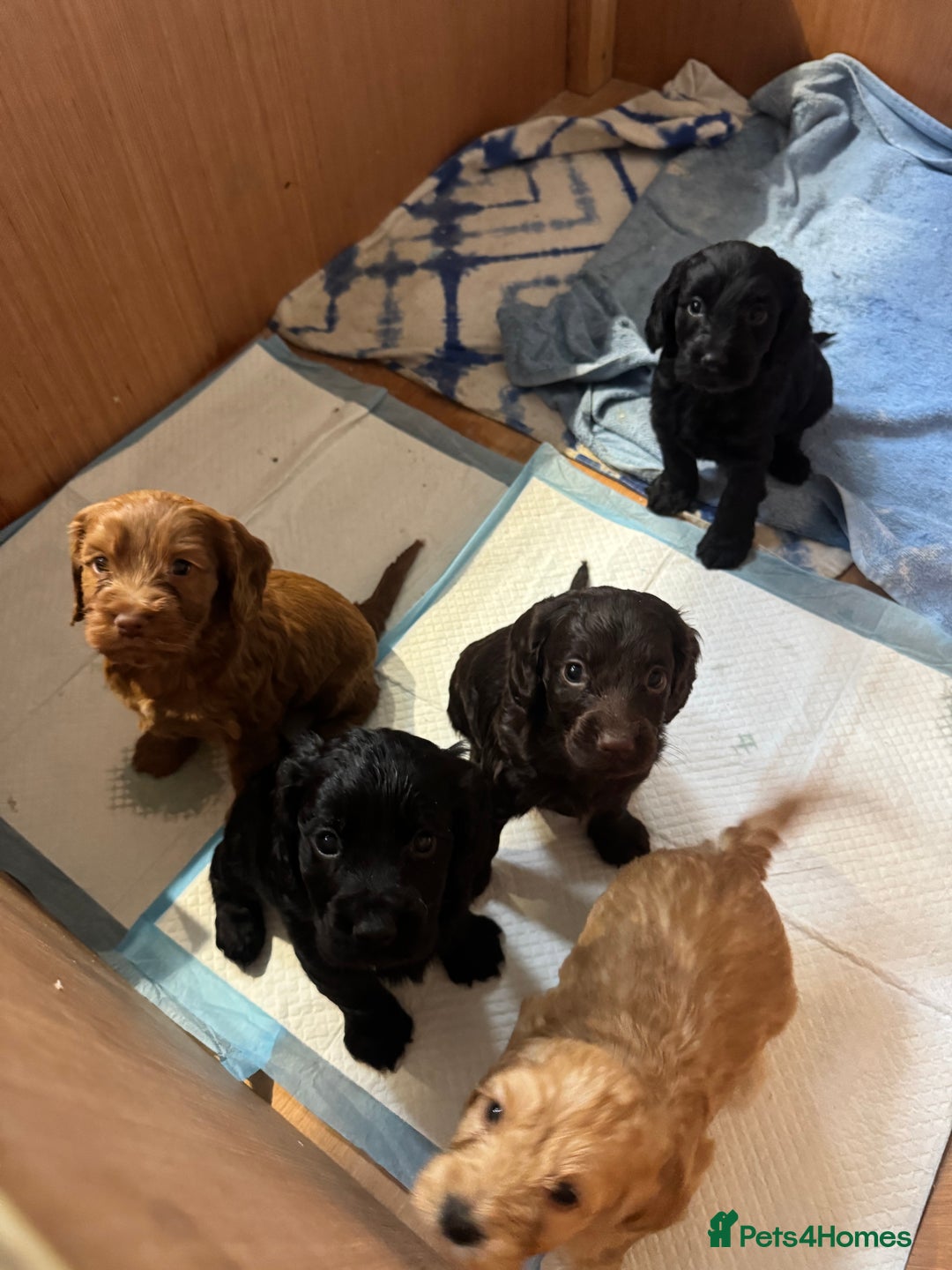 Cockapoo dogs for sale: Beautiful black F1B cockapoo boy ready next week  - Advert 17