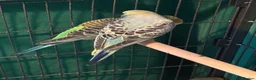 Budgerigars birds for sale: 8 week old baby budgies available in Runcorn - Advert 6