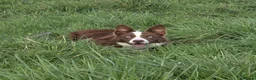 Border Collie dogs for sale: 17 Month old male border collie - Advert 6