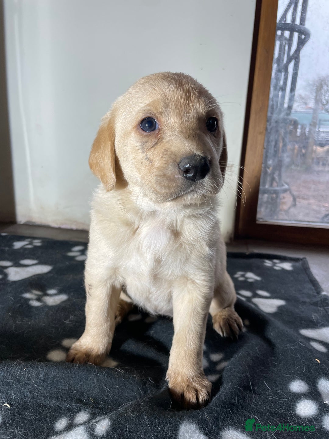 Labrador Retriever dogs for sale: Ready now Stunning chunky fox red pups - Advert 5