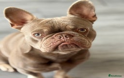 French Bulldog dogs for sale: French bulldog - Image 4