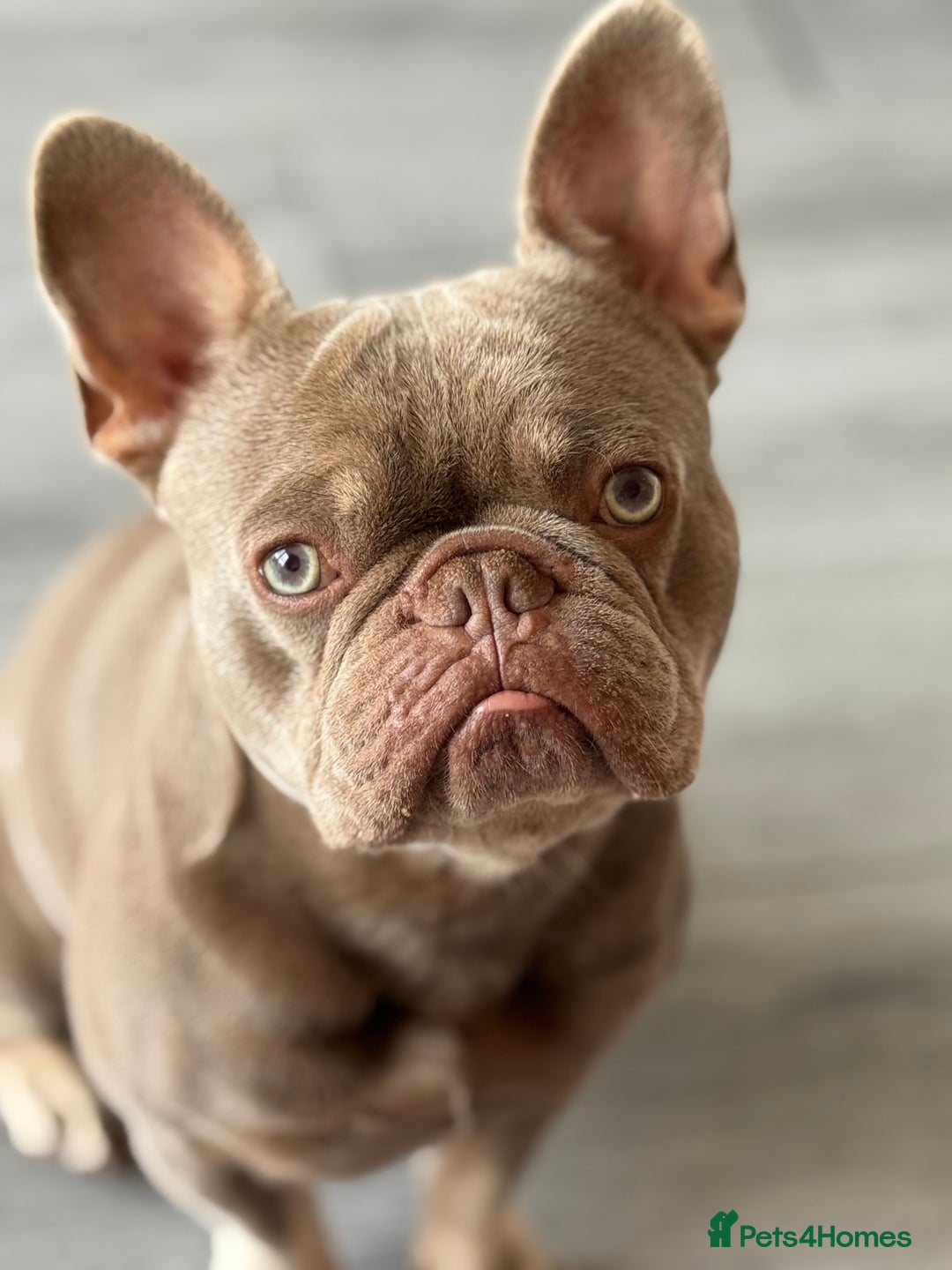 French Bulldog dogs for sale: French bulldog - Image 4