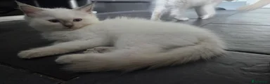 Ragdoll 1