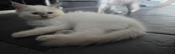Ragdoll cats for sale:  chunky ragdolls for sale now reduced £550 - Advert 3