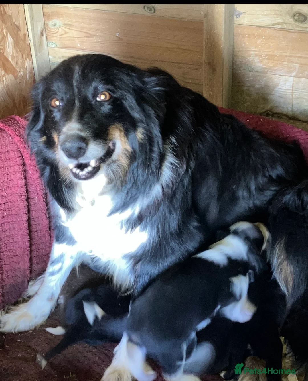 Border Collie dogs for sale: Border collie puppies  in Lingfield - Advert 1