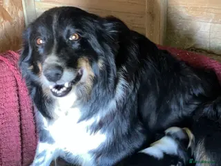 Border Collie dogs Border collie puppies - Advert 9