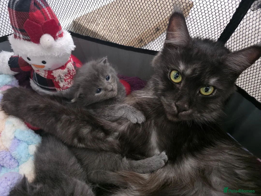 Mixed Breed cats for sale: Half Maine coon kittens  - Advert 17