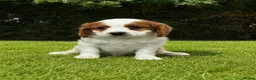Cavapoochon dogs for sale: Beautiful Cavapoochon Puppies  - Advert 6