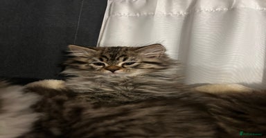 Persian cats Persian Kittens Looking for Loving Homes - Advert 16