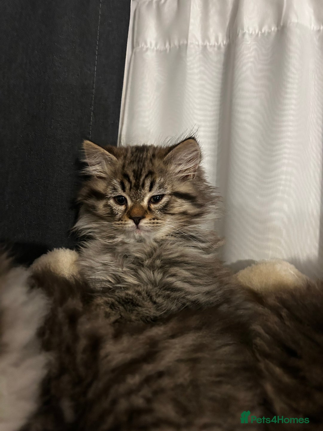 Persian cats for sale: Persian Kittens Looking for Loving Homes - Advert 3