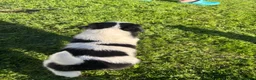 Border Collie dogs for sale: Border Collie puppies for sale 💙💙💙 - Advert 17
