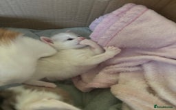 Siamese cats for sale: 2 x white female kitten  - Image 10