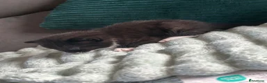 Mixed Breed Kitten 3