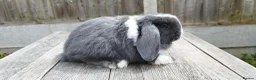 Mini Lop rabbits for sale: 8 weeks old Mini lop bunnies ( Updated:14/06/26) - Advert 4
