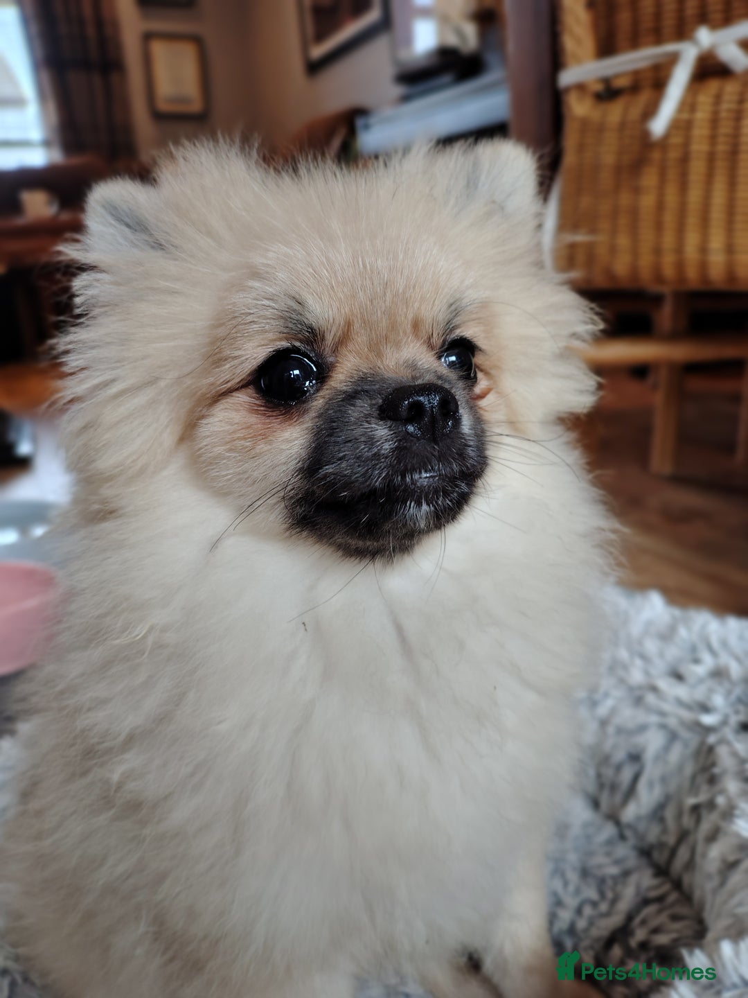 Pomeranian dogs for sale: Pom puppys with Kc reg , pedigree for sale - Image 11