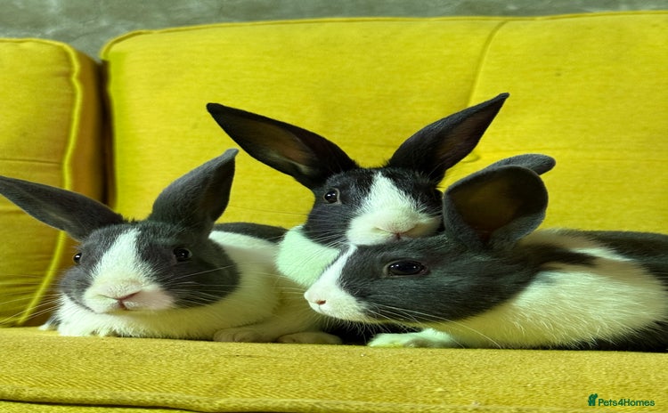 Dutch rabbits - Advert 4