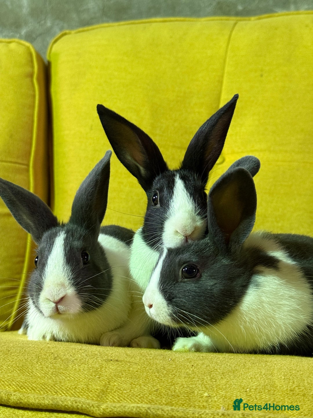 Dutch rabbits for sale: lovely litter of Dutch rabbits  - Image 1