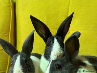 Dutch rabbits - Advert 13