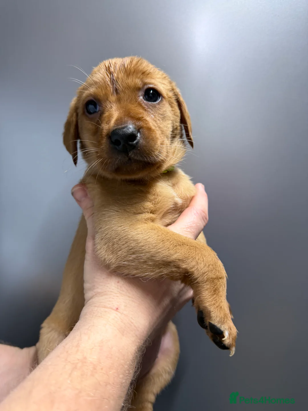 Labrador Retriever dogs for sale: KC Reg Labrador Puppies (mix of Red/blonde) - Advert 26