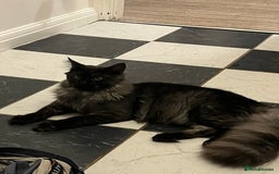 Maine Coon cats for sale: Now sold. TICA black smoke boy looking for a home - Image 4