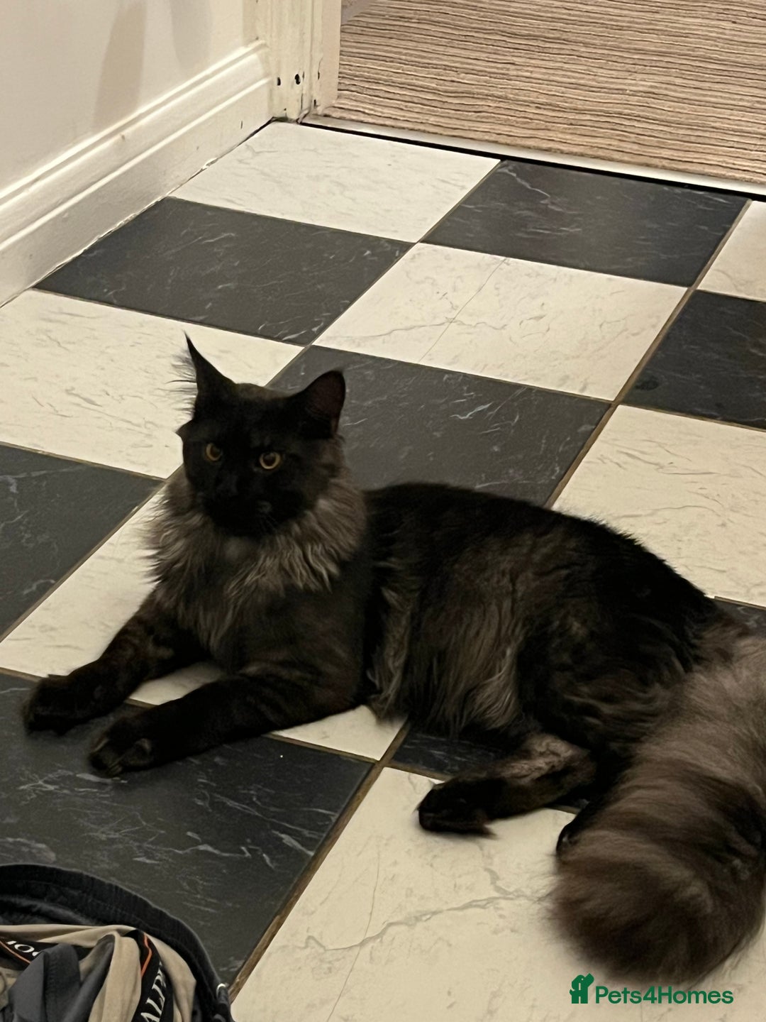 Maine Coon cats for sale: Now sold. TICA black smoke boy looking for a home - Image 4
