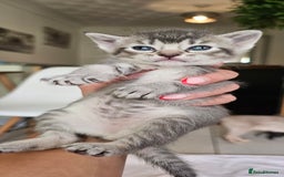 Mixed Breed cats for sale: Abyssinian x Bengal  - Image 17