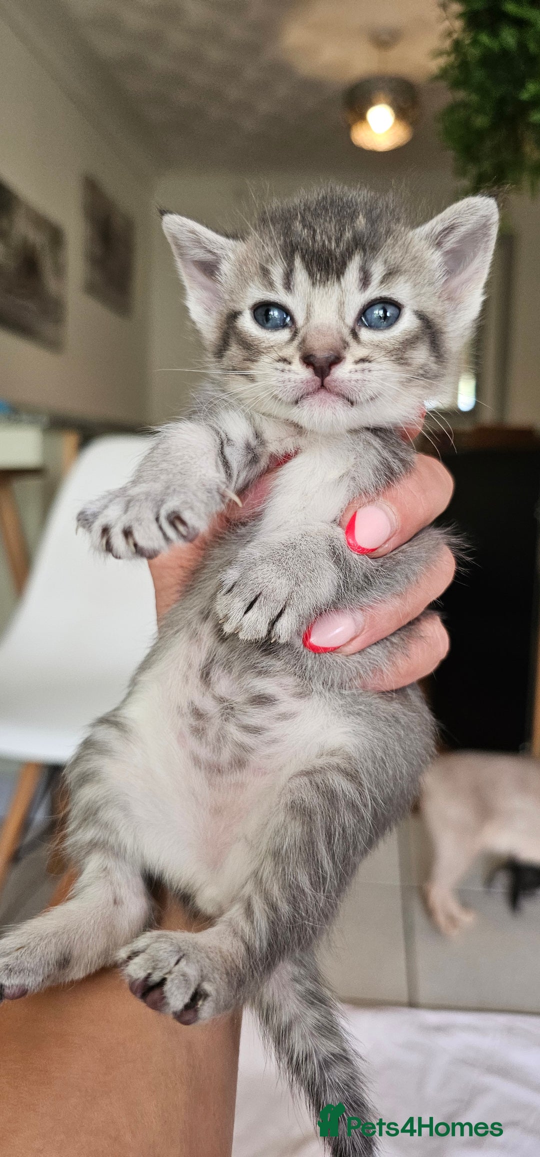 Mixed Breed cats for sale: Abyssinian x Bengal  - Image 17