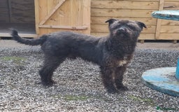 Mixed Breed dogs for adoption: Meet Dave  - Image 1