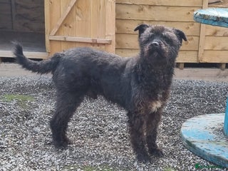 Mixed Breed dogs - Advert 2