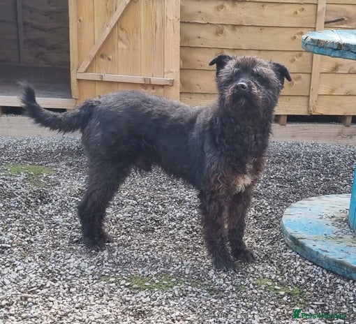 Mixed Breed dogs Dave - In Ayr looking for a Home - Advert 5