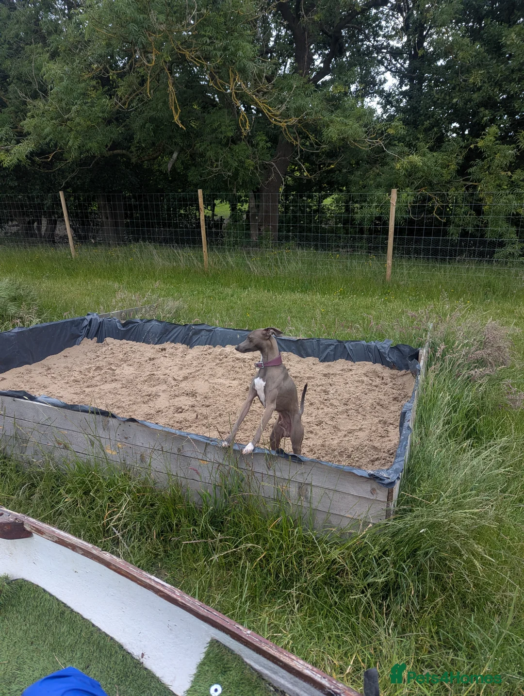 Italian Greyhound dogs for stud: Italian greyhound stud dog (proven) in Leeds - Advert 8