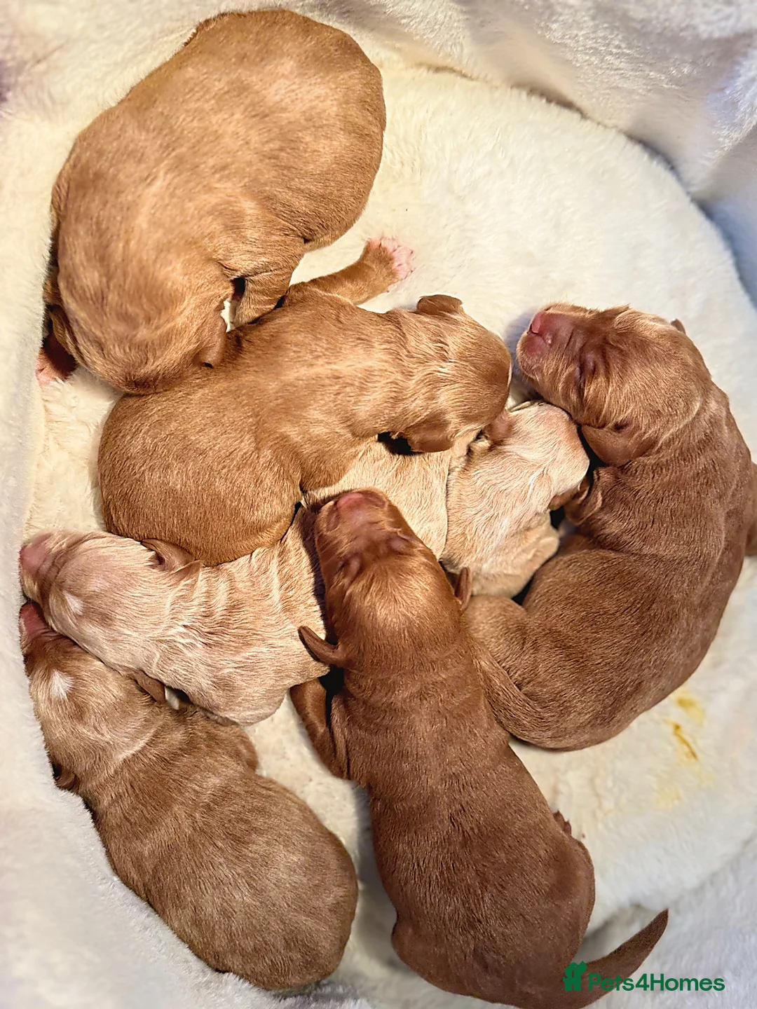 Labradoodle dogs for sale: 🧸Beautiful teddy bear F1 Labradoodles🧸  - Advert 8