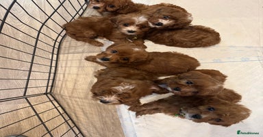 Mixed Breed dogs Cavapoo puppies  - Advert 13