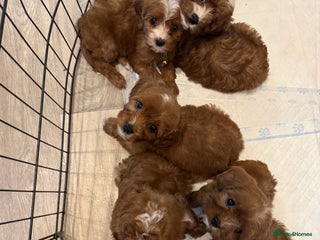 Mixed Breed dogs Cavapoo puppies - Advert 4
