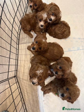 Mixed Breed dogs Cavapoo puppies - Advert 1