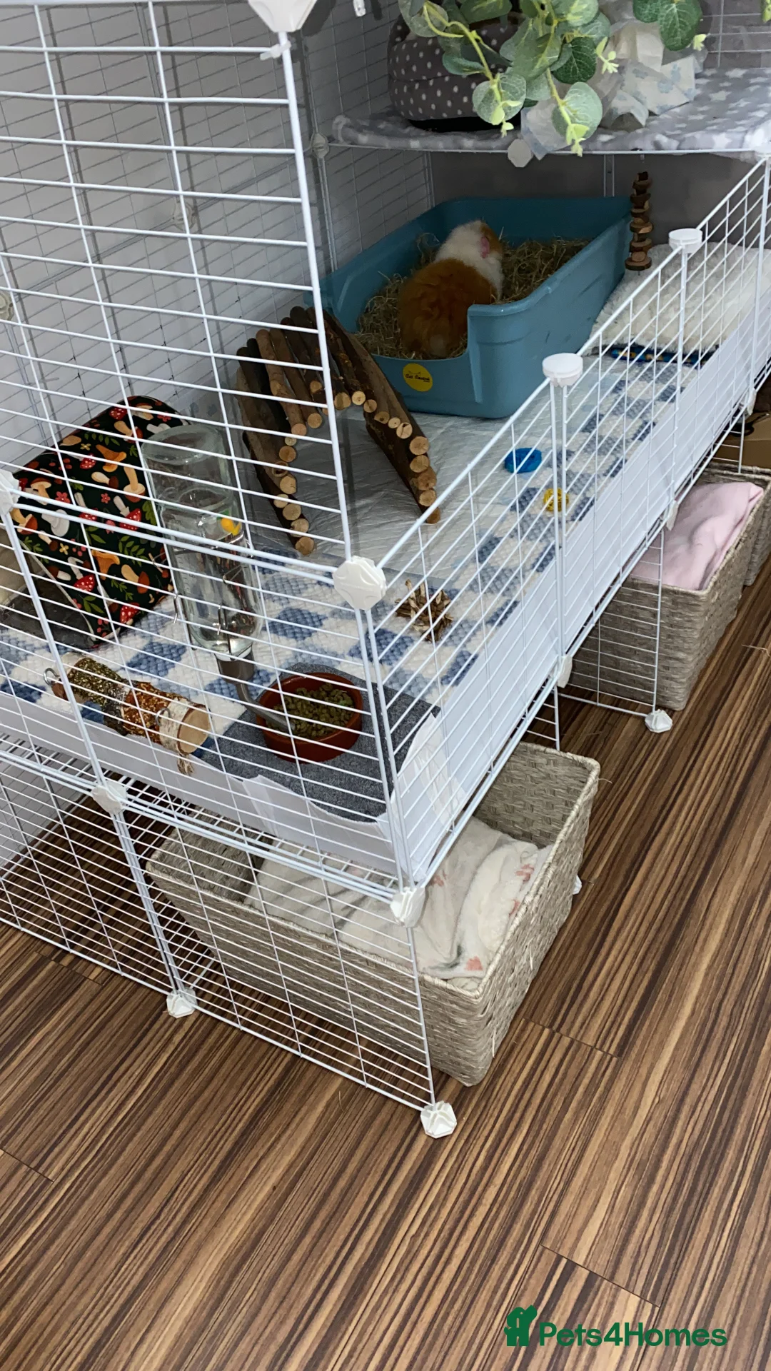 Guinea Pig rodents for sale: 2 male Guinea Pigs £60 - Advert 3