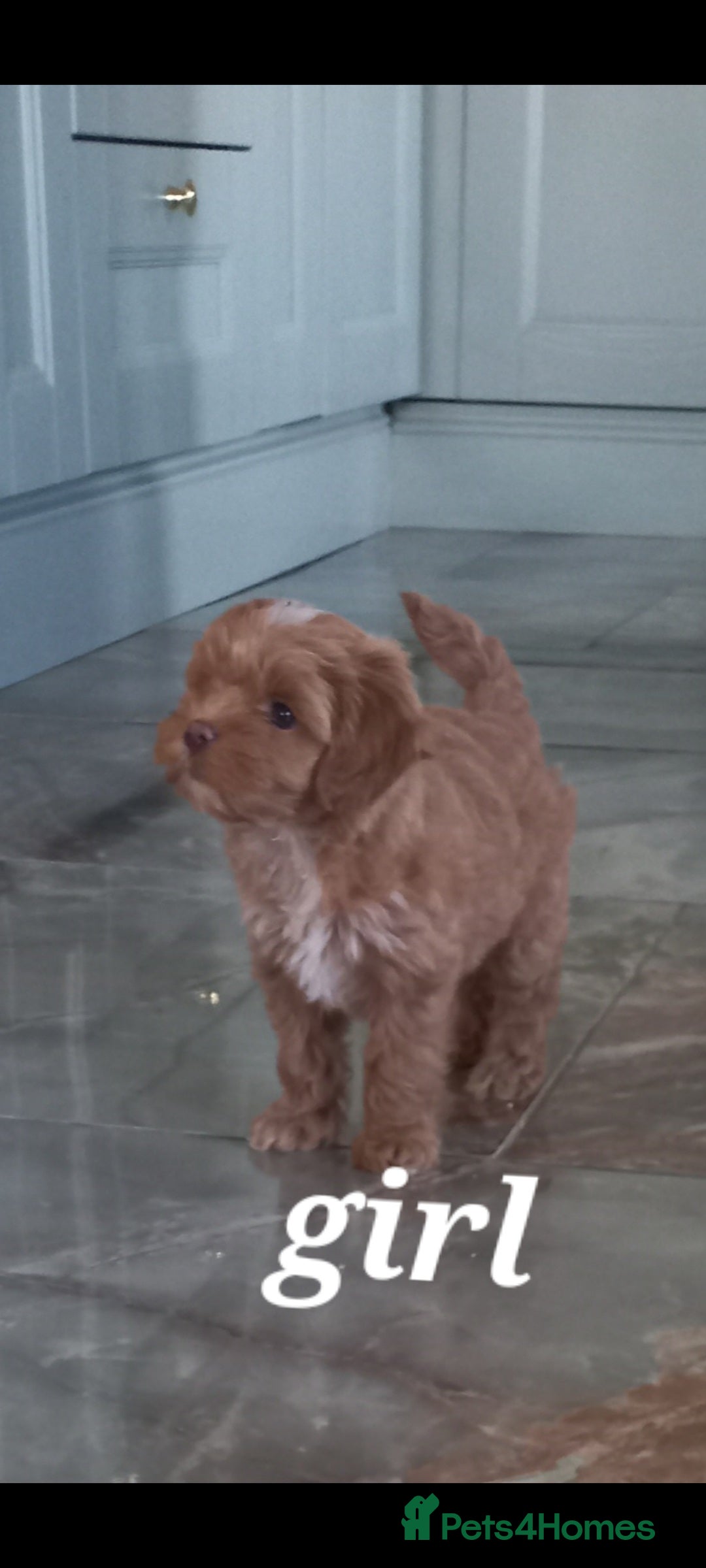 Maltipoo dogs for sale: Maltipoo puppies  - Advert 13