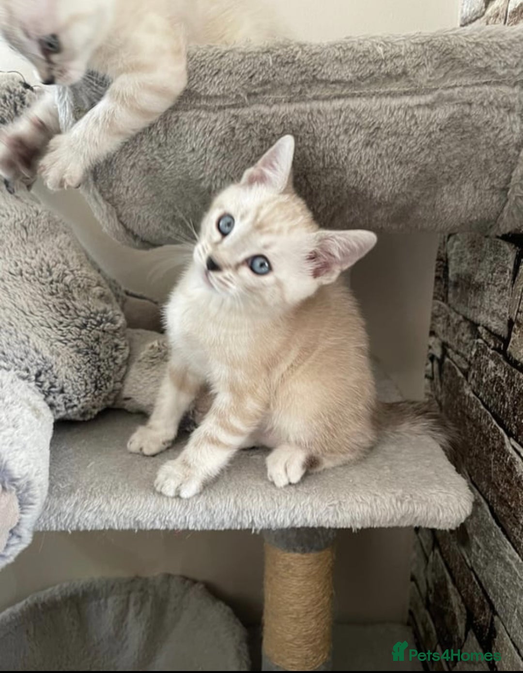 Bengal cats for sale: Pure bred Snow Bengal / Snow Leopard kittens - Image 7