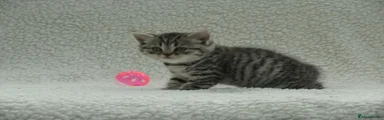 British Shorthair 1