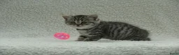 British Shorthair cats for sale: Gccf registered British Shorthair silver tabby's  - Advert 4