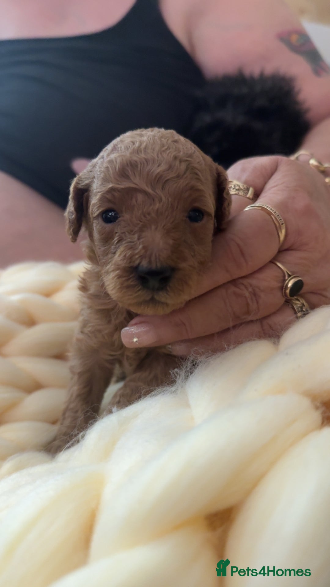 Toy Poodle dogs for sale: Toy poodles for sale  - Image 6