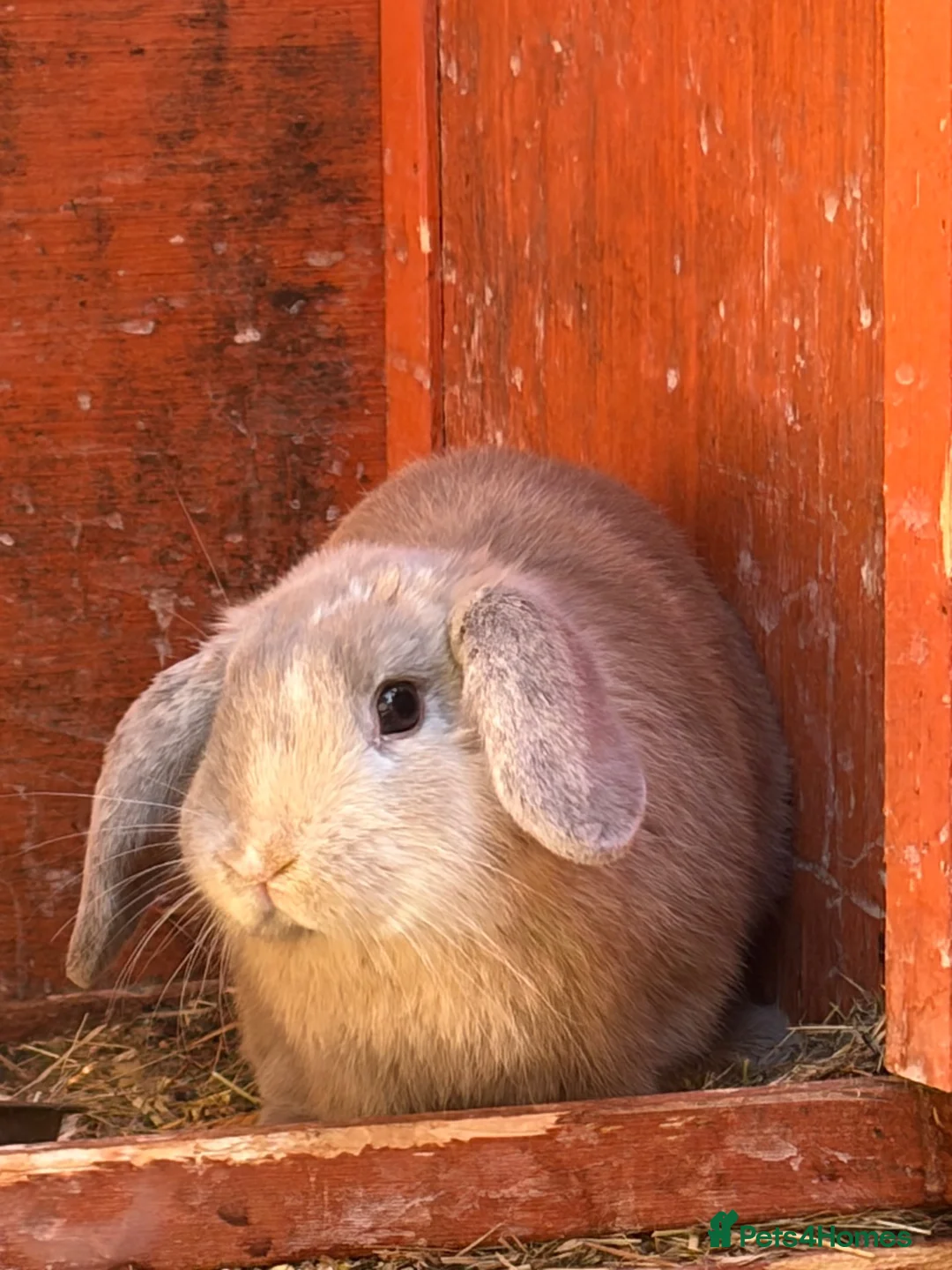 Mini Lop rabbits for sale: Min lops - Advert 2