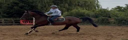 British Warmblood horses for sale: Everyone Needs A Guinness  - Advert 12