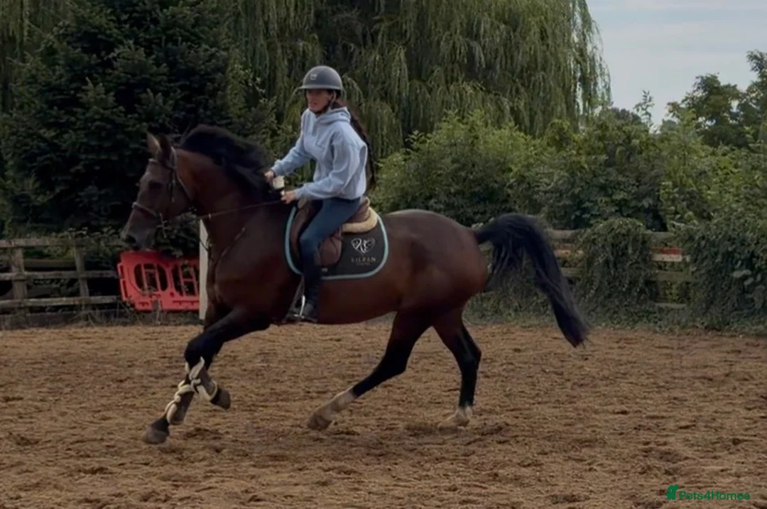 British Warmblood horses for sale: Everyone Needs A Guinness  - Advert 12